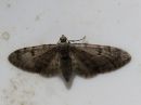 Eupithecia_indigata_mantypikkumittari_IMG_4759.jpg