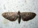 Eupithecia_intricata_vyopikkumittari_IMG_9629.JPG