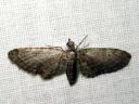 Eupithecia_inturbata_vaahterapikkumittari_IMG_1723.JPG