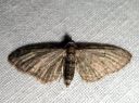 Eupithecia_inturbata_vaahterapikkumittari_IMG_1732.JPG