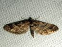 Eupithecia_lanceata_toukopikkumittari_IMG_1745.JPG