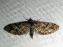 Eupithecia_lanceata_toukopikkumittari_IMG_1752.JPG