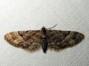 Eupithecia_lanceata_toukopikkumittari_IMG_2188.JPG