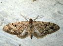 Eupithecia_lanceata_toukopikkumittari_IMG_2247.JPG