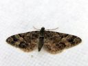 Eupithecia_lanceata_toukopikkumittari_IMG_3072.JPG