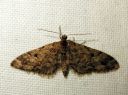 Eupithecia_lanceata_toukopikkumittari_IMG_3126.JPG