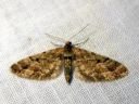 Eupithecia_lanceata_toukopikkumittari_IMG_3273.JPG