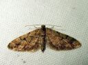 Eupithecia_lanceata_toukopikkumittari_IMG_3313.JPG