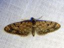 Eupithecia_lanceata_toukopikkumittari_IMG_3333.JPG