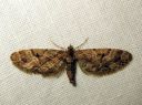 Eupithecia_lanceata_toukopikkumittari_IMG_3825.JPG