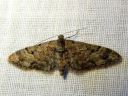 Eupithecia_lanceata_toukopikkumittari_IMG_3877.JPG