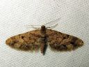 Eupithecia_lanceata_toukopikkumittari_IMG_4813.JPG