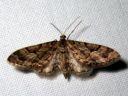 Eupithecia_lanceata_toukopikkumittari_IMG_4945.JPG