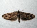 Eupithecia_lanceata_toukopikkumittari_IMG_4952.JPG