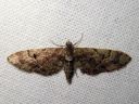 Eupithecia_lanceata_toukopikkumittari_IMG_6430.JPG