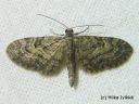 Eupithecia_lariciata_lehtikuusenpikkumittari_5_6_2014.jpg