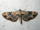 Eupithecia_linariata_kannusruohomittari_IMG_0911.JPG