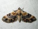 Eupithecia_linariata_kannusruohomittari_IMG_1512.JPG