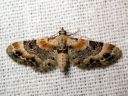 Eupithecia_linariata_kannusruohomittari_IMG_2147.JPG