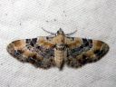 Eupithecia_linariata_kannusruohomittari_IMG_5791.JPG