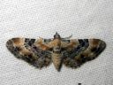 Eupithecia_linariata_kannusruohomittari_IMG_5882.JPG