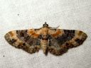 Eupithecia_linariata_kannusruohomittari_IMG_7041.JPG