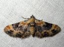 Eupithecia_linariata_kannusruohomittari_IMG_7148.JPG