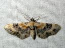 Eupithecia_linariata_kannusruohomittari_IMG_8306.JPG