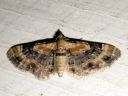 Eupithecia_linariata_kannusruohomittari_IMG_9067.JPG