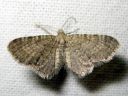 Eupithecia_plumbeolata_maitikkapikkumittari_IMG_0814.JPG