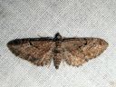 Eupithecia_pusillata_katajapikkumittari_IMG_0362.JPG