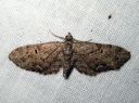 Eupithecia_pusillata_katajapikkumittari_IMG_0848.JPG