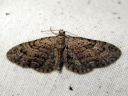 Eupithecia_pusillata_katajapikkumittari_IMG_1748.JPG