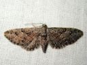 Eupithecia_pusillata_katajapikkumittari_IMG_2234.JPG