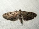 Eupithecia_pusillata_katajapikkumittari_IMG_2711.JPG