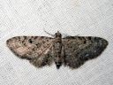 Eupithecia_pusillata_katajapikkumittari_IMG_2929.JPG