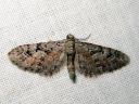 Eupithecia_pusillata_katajapikkumittari_IMG_2937.JPG