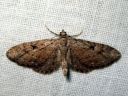 Eupithecia_pusillata_katajapikkumittari_IMG_8127.JPG