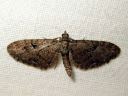 Eupithecia_pusillata_katajapikkumittari_IMG_8282.JPG