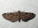 Eupithecia_pusillata_katajapikkumittari_IMG_8581.JPG