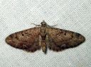 Eupithecia_pusillata_katajapikkumittari_IMG_9043.JPG