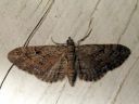 Eupithecia_pusillata_katajapikkumittari_IMG_9056.JPG