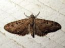 Eupithecia_pusillata_katajapikkumittari_IMG_9057.JPG