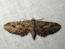 Eupithecia_pusillata_katajapikkumittari_IMG_9715.JPG