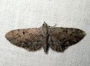 Eupithecia_pusillata_katajapikkumittari_IMG_9950.JPG