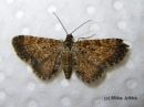 Eupithecia_pygmaeata_paivapikkumittari_16_6_2017.jpg