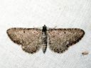 Eupithecia_satyrata_harmopikkumittari_IMG_5095.JPG