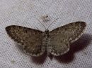 Eupithecia_satyrata_harmopikkumittari_IMG_5895.jpg