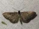 Eupithecia_satyrata_harmopikkumittari_IMG_6730.jpg