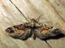 Eupithecia_sinuosaria_ruskopikkumittari_IMG_6689.JPG